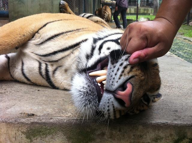 ¡No al turismo torturador de animales en Tailandia!