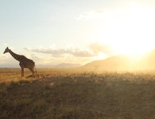 Bienvenido a Kenia y a la Reserva Natural de Samburu