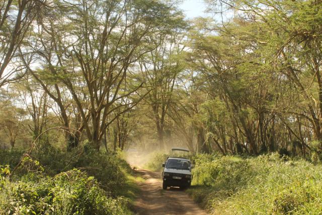 Safari en Nakuru