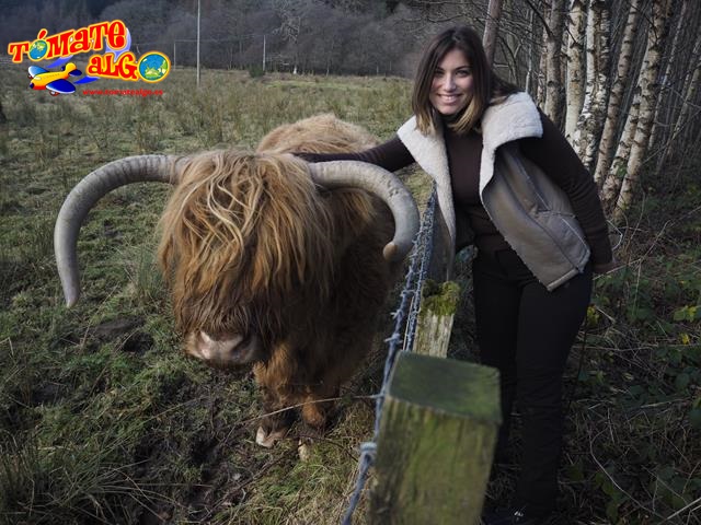 Ana con un petirrojo ejemplar de highland cow