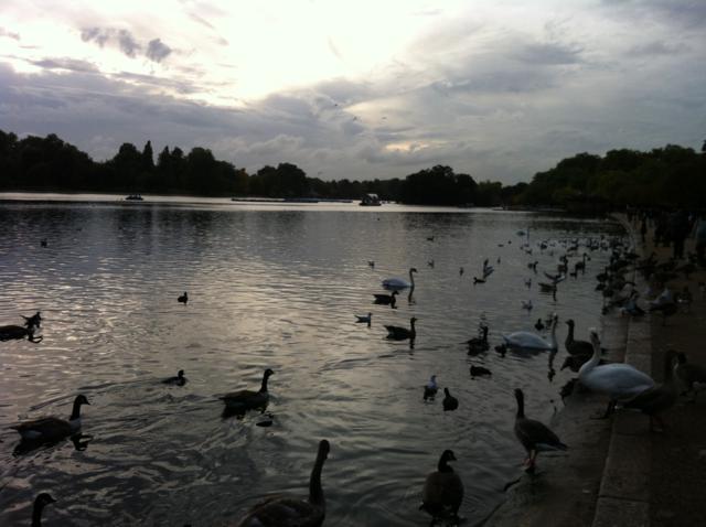 Lago de cisnes de Hyde Park