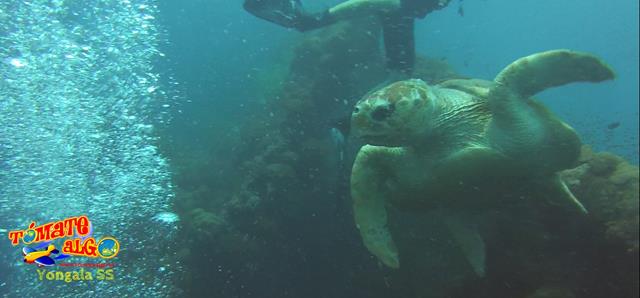 Esta preciosa tortuga nos saludó en nuestra segunda inmersión